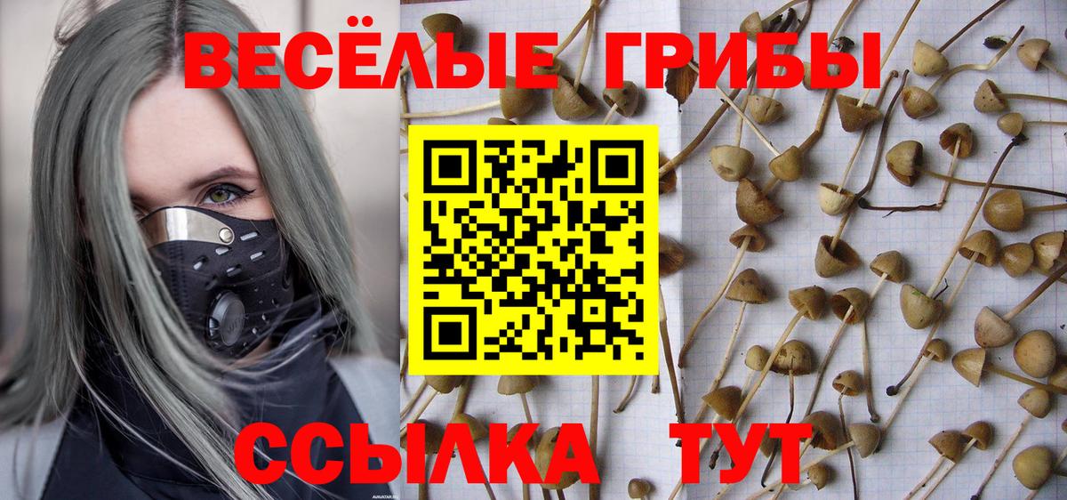 где найти   Кондопога  Псилоцибиновые грибы мицелий  Псилоцибиновые грибы мухоморы 